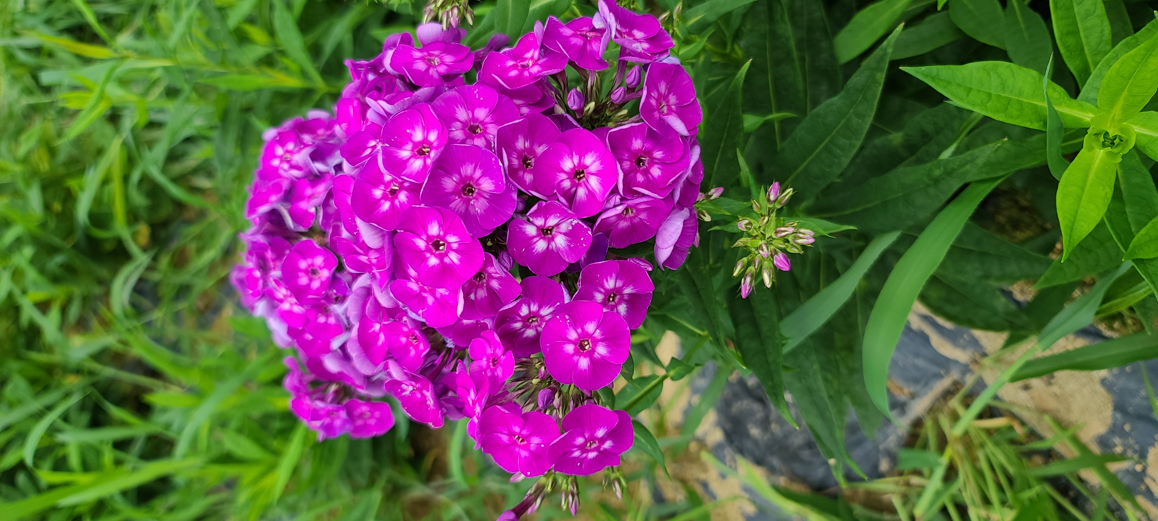 Phlox paniculata 'Laura'